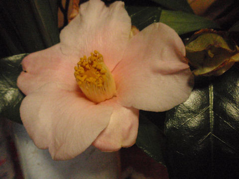 f:id:chuumeikun:20160225081036j:plain