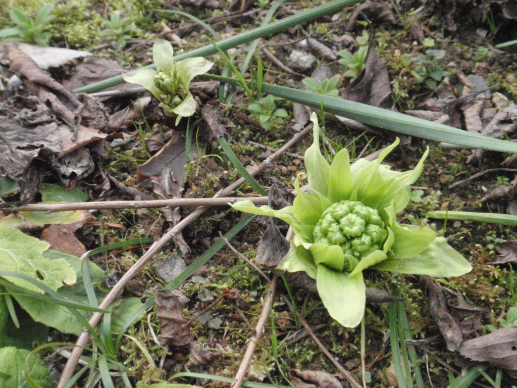 f:id:chuumeikun:20160229001302j:plain f:id:chuumeikun:20160229001302j:plain