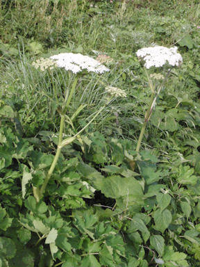 f:id:chuumeikun:20160311132747j:plain f:id:chuumeikun:20160311132747j:plain