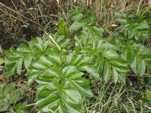 f:id:chuumeikun:20160311133132j:plain f:id:chuumeikun:20160311133132j:plain