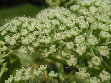 f:id:chuumeikun:20160311133257j:plain f:id:chuumeikun:20160311133257j:plain