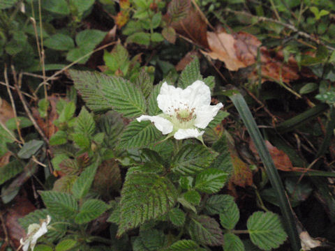 f:id:chuumeikun:20160311135735j:plain f:id:chuumeikun:20160311135735j:plain