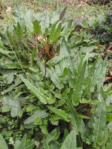 f:id:chuumeikun:20160311135947j:plain f:id:chuumeikun:20160311135947j:plain