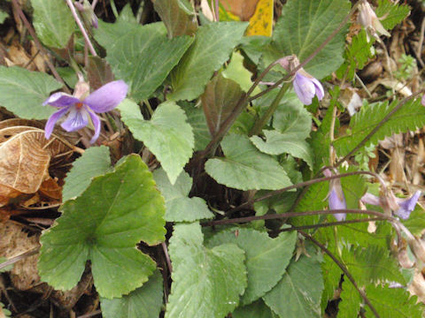 f:id:chuumeikun:20160311140032j:plain f:id:chuumeikun:20160311140032j:plain