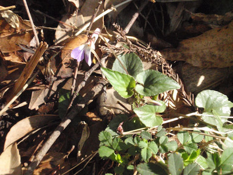 f:id:chuumeikun:20160311140056j:plain f:id:chuumeikun:20160311140056j:plain