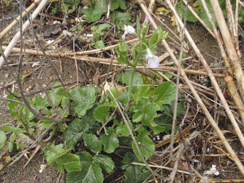 f:id:chuumeikun:20160311140239j:plain f:id:chuumeikun:20160311140239j:plain