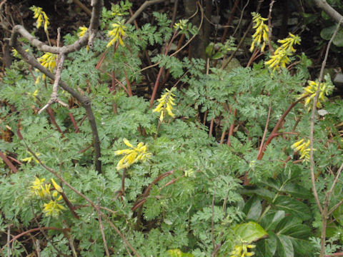 f:id:chuumeikun:20160311140321j:plain f:id:chuumeikun:20160311140321j:plain