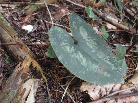 f:id:chuumeikun:20160315123600j:plain f:id:chuumeikun:20160315123600j:plain