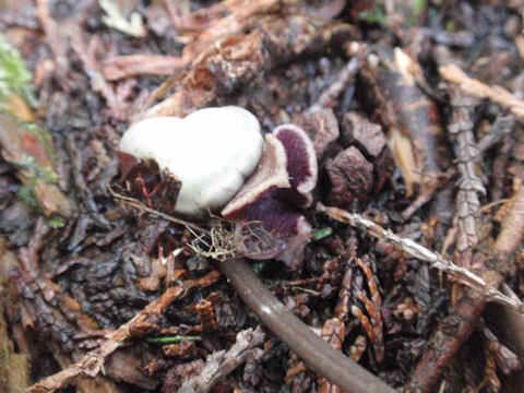 f:id:chuumeikun:20160315123618j:plain f:id:chuumeikun:20160315123618j:plain