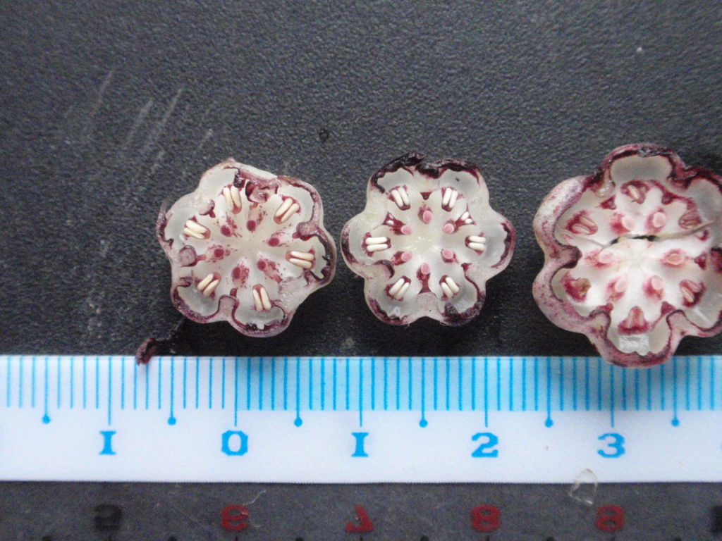 f:id:chuumeikun:20160315123634j:plain f:id:chuumeikun:20160315123634j:plain