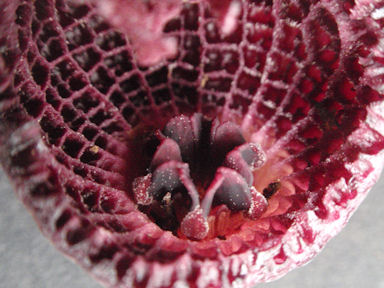 f:id:chuumeikun:20160315123848j:plain f:id:chuumeikun:20160315123848j:plain