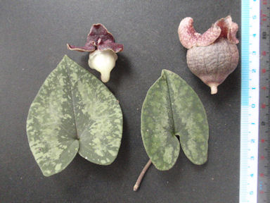 f:id:chuumeikun:20160315125327j:plain f:id:chuumeikun:20160315125327j:plain