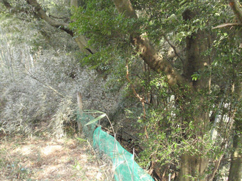 f:id:chuumeikun:20160315125511j:plain f:id:chuumeikun:20160315125511j:plain