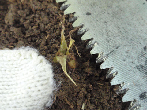 f:id:chuumeikun:20160315125710j:plain f:id:chuumeikun:20160315125710j:plain