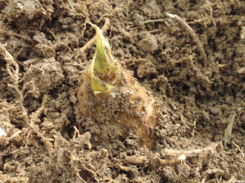 f:id:chuumeikun:20160315125754j:plain f:id:chuumeikun:20160315125754j:plain