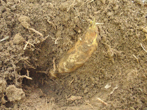 f:id:chuumeikun:20160315125852j:plain f:id:chuumeikun:20160315125852j:plain