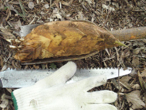 f:id:chuumeikun:20160315125926j:plain f:id:chuumeikun:20160315125926j:plain