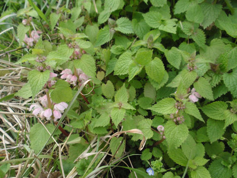 f:id:chuumeikun:20160406031746j:plain f:id:chuumeikun:20160406031746j:plain