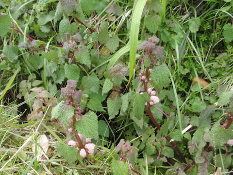 f:id:chuumeikun:20160406032021j:plain f:id:chuumeikun:20160406032021j:plain