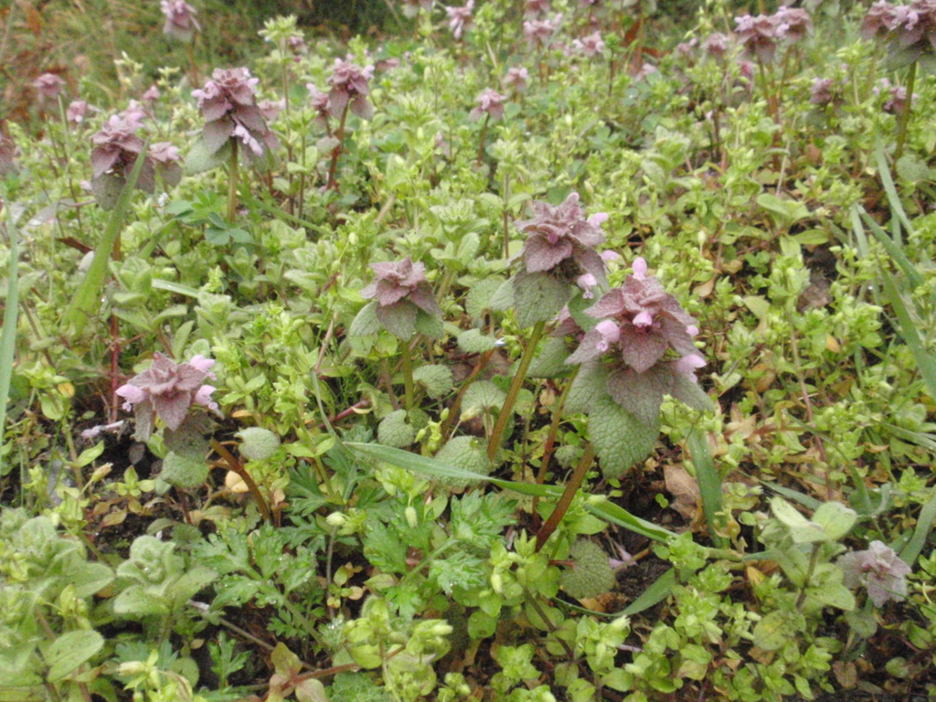 f:id:chuumeikun:20160406032224j:plain f:id:chuumeikun:20160406032224j:plain