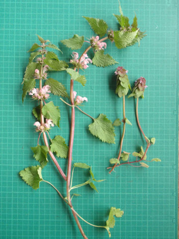 f:id:chuumeikun:20160406032653j:plain f:id:chuumeikun:20160406032653j:plain