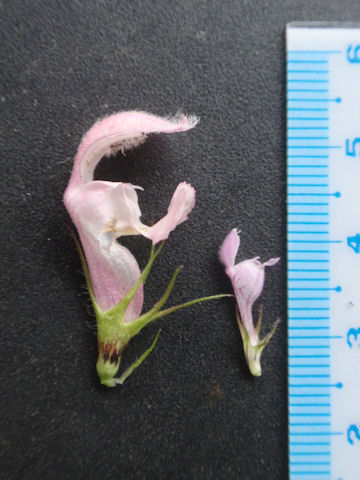 f:id:chuumeikun:20160406032728j:plain f:id:chuumeikun:20160406032728j:plain