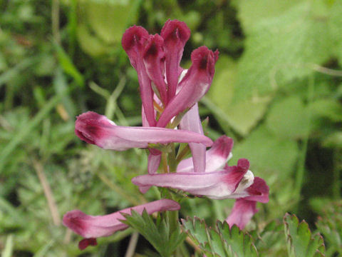 f:id:chuumeikun:20160406033157j:plain f:id:chuumeikun:20160406033157j:plain