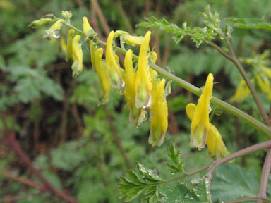 f:id:chuumeikun:20160406033214j:plain f:id:chuumeikun:20160406033214j:plain