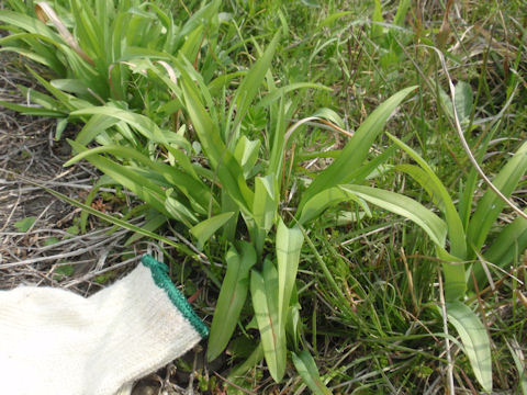 f:id:chuumeikun:20160406033334j:plain f:id:chuumeikun:20160406033334j:plain