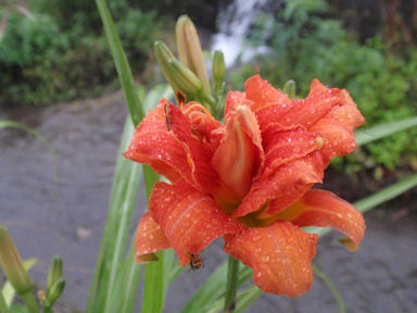 f:id:chuumeikun:20160406033540j:plain f:id:chuumeikun:20160406033540j:plain