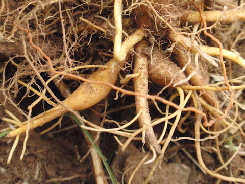 f:id:chuumeikun:20160406034329j:plain f:id:chuumeikun:20160406034329j:plain