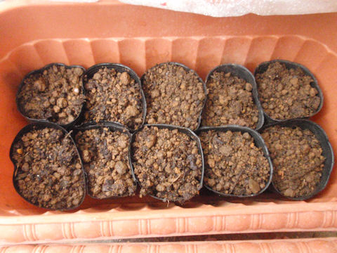 f:id:chuumeikun:20160406034724j:plain f:id:chuumeikun:20160406034724j:plain