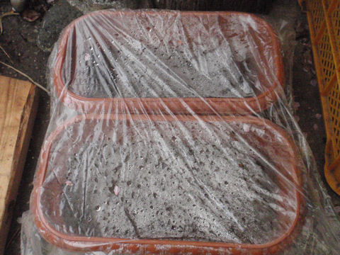 f:id:chuumeikun:20160406035347j:plain f:id:chuumeikun:20160406035347j:plain