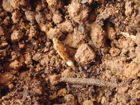 f:id:chuumeikun:20160406035454j:plain f:id:chuumeikun:20160406035454j:plain