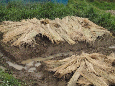 f:id:chuumeikun:20160406035807j:plain f:id:chuumeikun:20160406035807j:plain