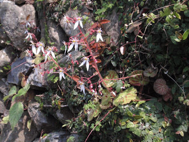 f:id:chuumeikun:20160409002920j:plain f:id:chuumeikun:20160409002920j:plain