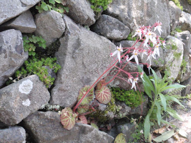 f:id:chuumeikun:20160409002938j:plain f:id:chuumeikun:20160409002938j:plain