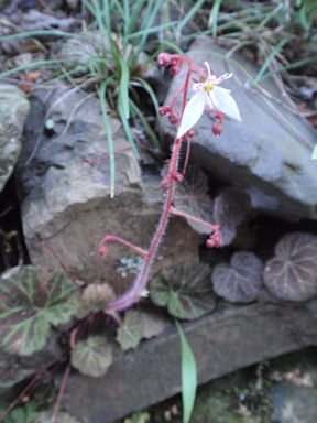 f:id:chuumeikun:20160409002955j:plain f:id:chuumeikun:20160409002955j:plain