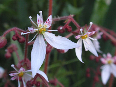 f:id:chuumeikun:20160409003012j:plain f:id:chuumeikun:20160409003012j:plain