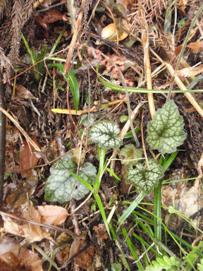 f:id:chuumeikun:20160409003308j:plain f:id:chuumeikun:20160409003308j:plain