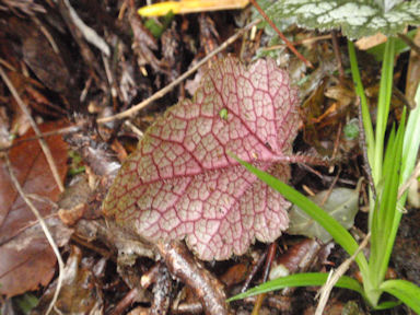 f:id:chuumeikun:20160409003334j:plain f:id:chuumeikun:20160409003334j:plain