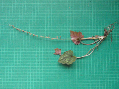 f:id:chuumeikun:20160409003356j:plain f:id:chuumeikun:20160409003356j:plain