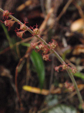 f:id:chuumeikun:20160409003419j:plain f:id:chuumeikun:20160409003419j:plain