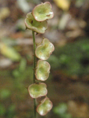 f:id:chuumeikun:20160409003533j:plain f:id:chuumeikun:20160409003533j:plain