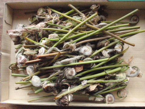 f:id:chuumeikun:20160410015600j:plain