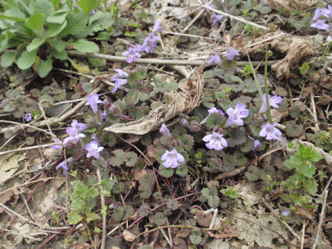 f:id:chuumeikun:20160410015909j:plain