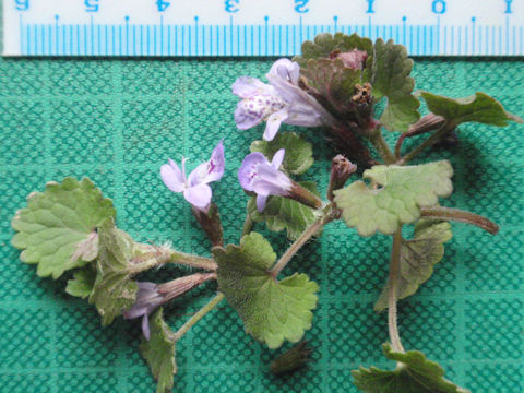 f:id:chuumeikun:20160410015957j:plain