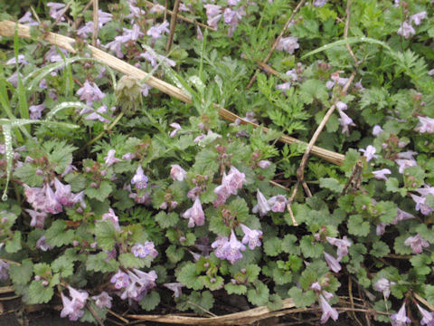 f:id:chuumeikun:20160410020117j:plain