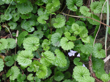 f:id:chuumeikun:20160410020157j:plain