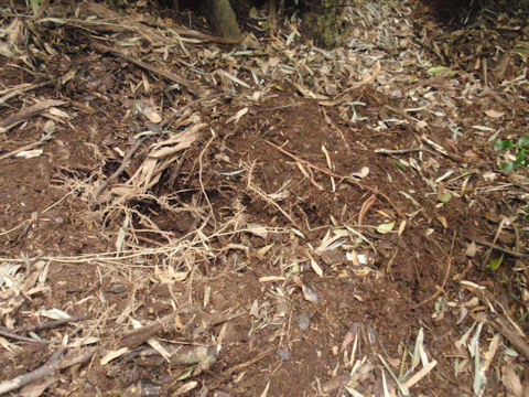 f:id:chuumeikun:20160410020448j:plain